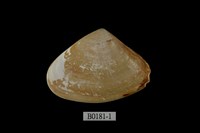 藏品(三角斧蛤)的圖片